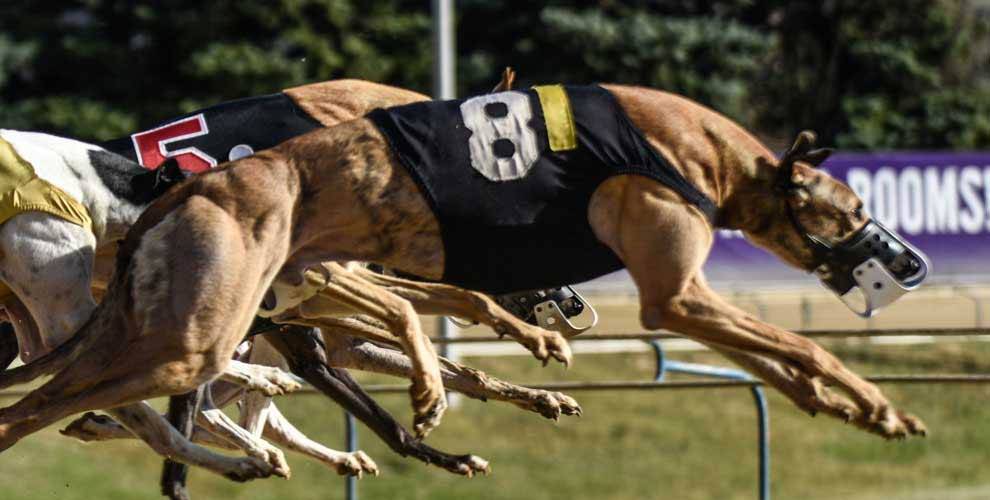 grey hound racing west virginia