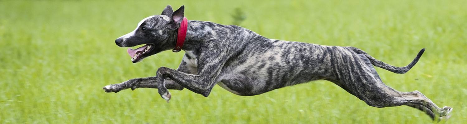adopt a retired greyhound racer