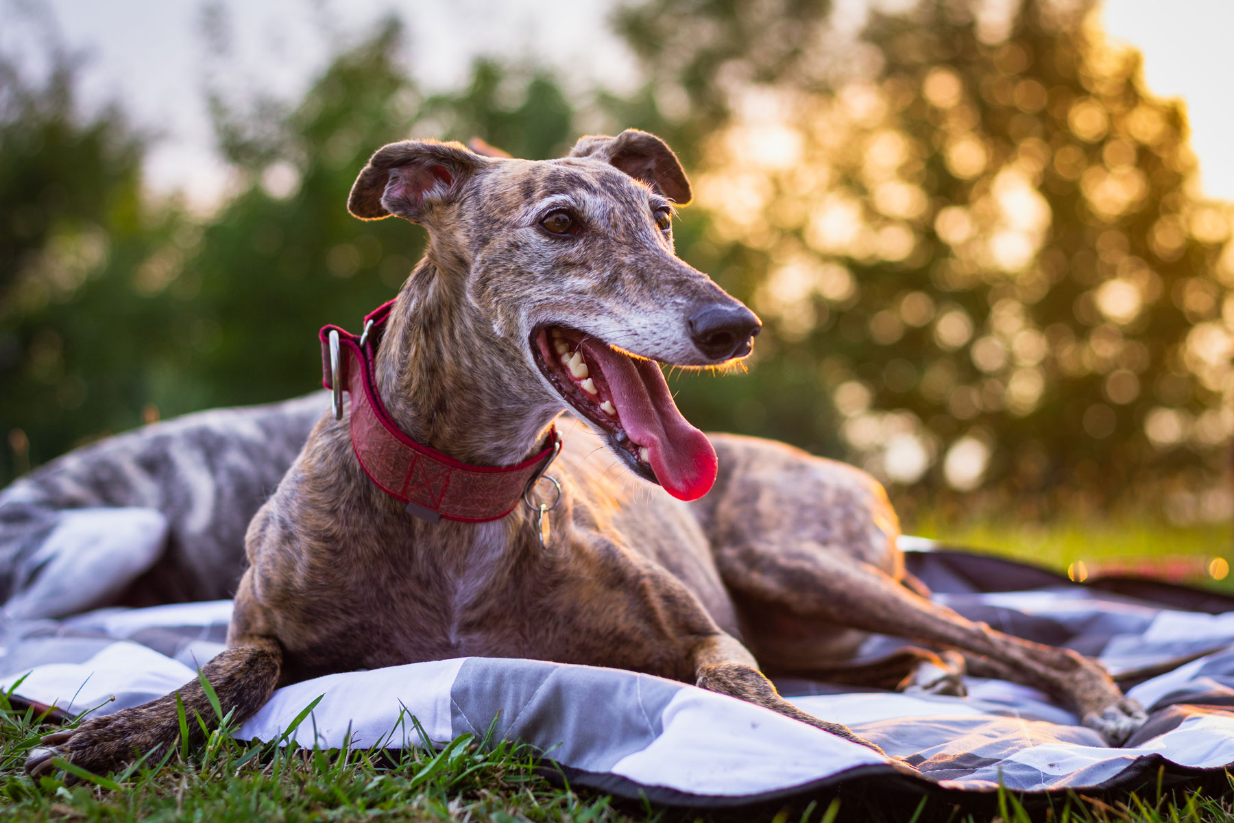 Happy greyhound laying on a blanket