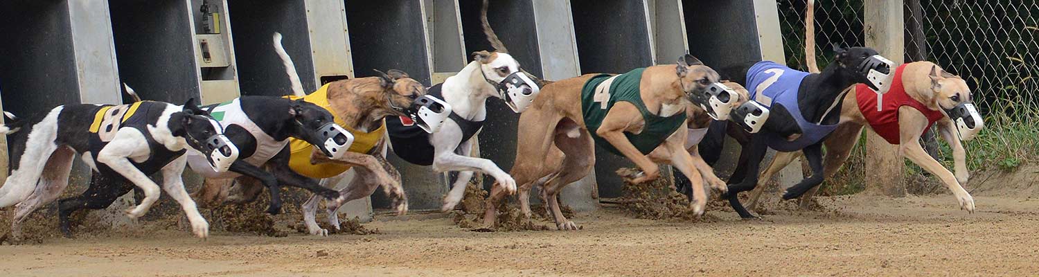 how to wager dog racing