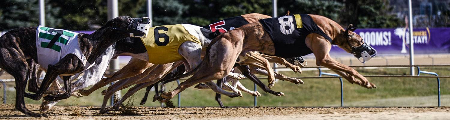 greyhound racing west virginia