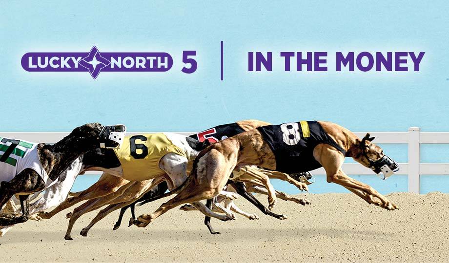 lucky north greyhound racing