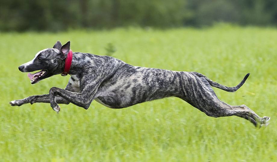 adopt a retired greyhound racer